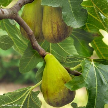 Feige Précoce de Dalmatie - Ficus carica