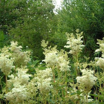 Echtes Mädesüß Variegata - Filipendula ulmaria