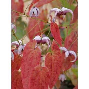 Epimedium acuminatum - Elfenblume