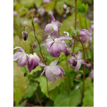 Epimedium youngianum Merlin - Elfenblume