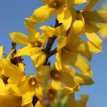 Forsythia Marée d'Or - Mimosa de Paris