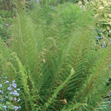 Dryopteris affinis - Wurmfarn