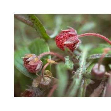 Fragaria chiloensis - Chile-Erdbeere