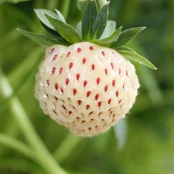 Erdbeere White Pineberry