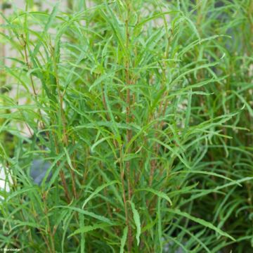 Rhamnus frangula Fine Line 'Ron Williams' - Faulbaum