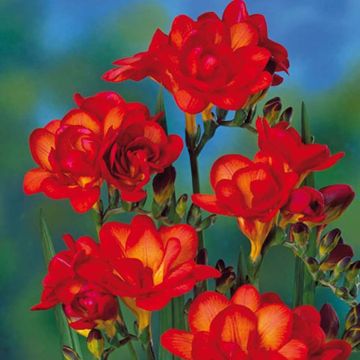 Freesia Double Orange