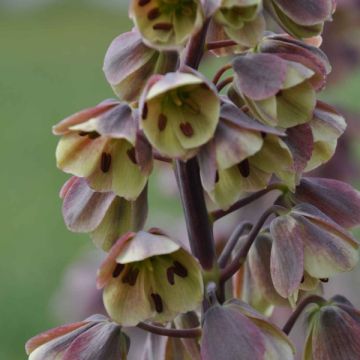 Persische Kaiserkrone Bicolor Magic Bells - Fritillaria persica