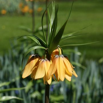 Kaiserkrone Vivaldi - Fritillaria imperialis