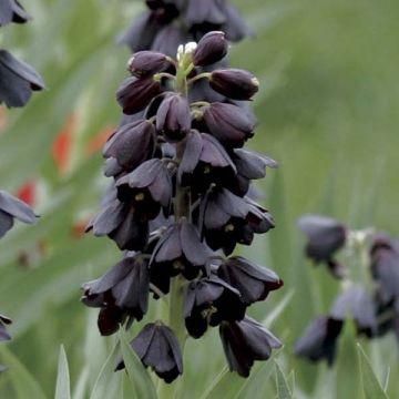 Fritillaire persica Adiyaman - Fritillaire de Perse noire