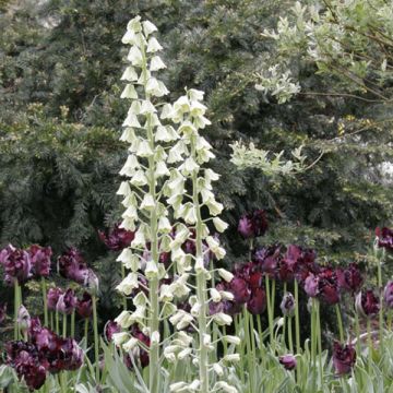 Fritillaria persica Ivory Bells - Fritillaire de Perse