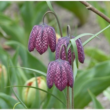 Fritillaria meleagris - Schachblume