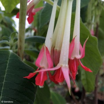 Fuchsia boliviana Alba