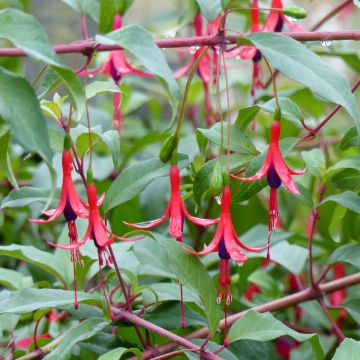 Fuchsia regia Reitzii