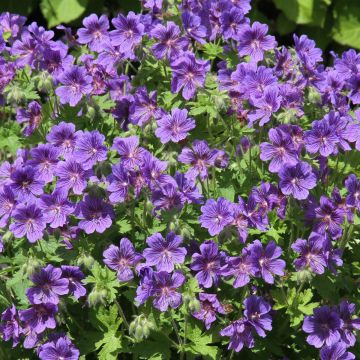 Geranium ibericum ssp jubatum Vital - Iberisches Storchschnabel