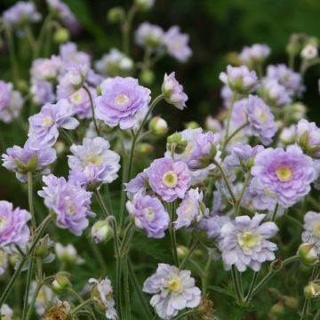 Geranium pratense Summer Skies - Wiesen-Storchschnabel