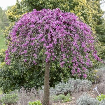 Kanadischer Judasbaum Cascading Hearts - Cercis canadensis