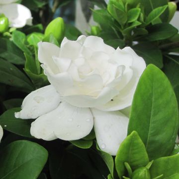 Gardenia jasminoides Crown Jewel - Jasmin du Cap