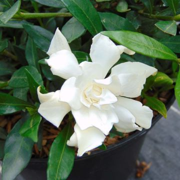 Gardenie Perfumed Petticoats - Gardenia jasminoides