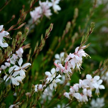 Prachtkerze Summer Breeze - Gaura lindheimeri