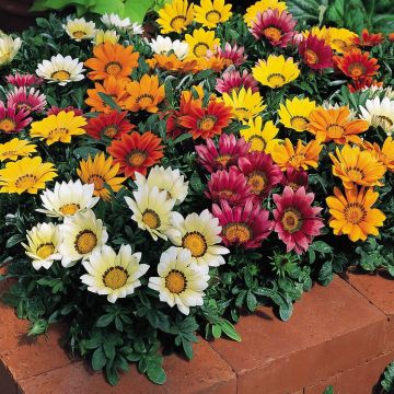 Gazanie Wonderwall mix - Gazania