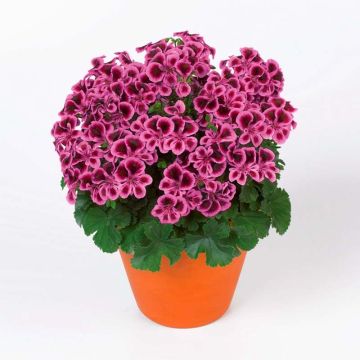 Englische Geranie Angel Eyes Blueberry - Pelargonium