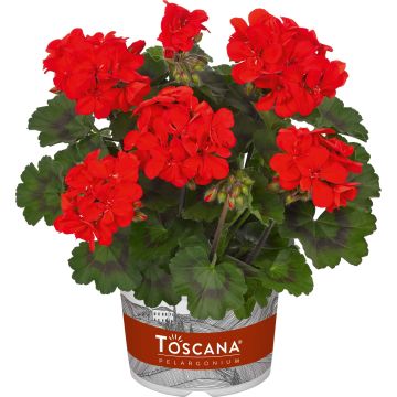 Zonal-Pelargonie Specials C Alm-Geranie Scarlet - Pelargonium