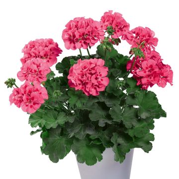 Zonal-Pelargonie TwoinOne Hot Pink Splash - Pelargonium