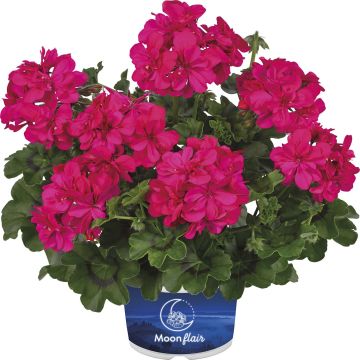 Hängegeranie Moonflair Dark Pink - Pelargonium