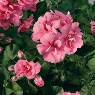 Hängegeranie Big 5 Light Pink - Pelargonium