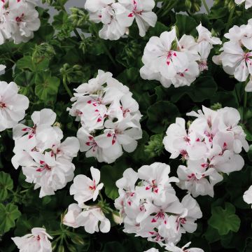 Hängegeranie Big 5 White - Pelargonium