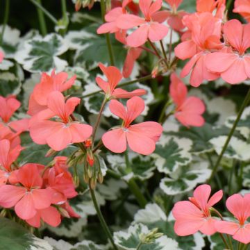 Zonal-Pelargonie Fantaisy Franck Headley - Pelargonium