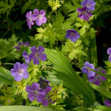 Géranium vivace Blue Sunrise