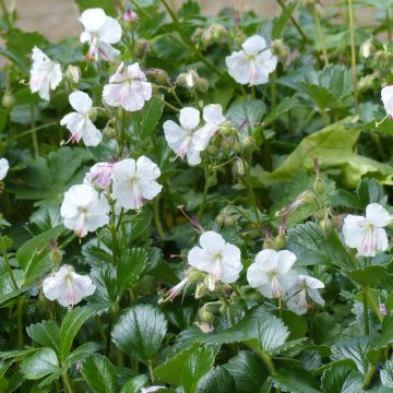 Geranium cantabrigiense St Ola - Cambridge Storchschnabel