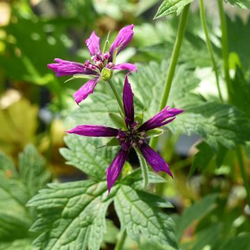 Geranium psilostemon Catherine Deneuve - Armenischer Storchschnabel