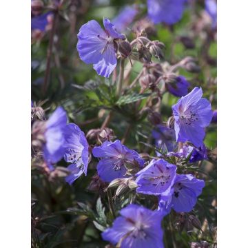 Geranium pratense New Dimensions - Wiesen-Storchschnabel