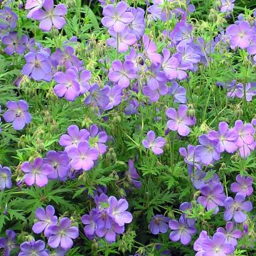 Storchschnabel Johnson's blue - Geranium