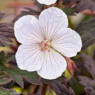 Geranium pratense Black n white Army - Wiesen-Storchschnabel