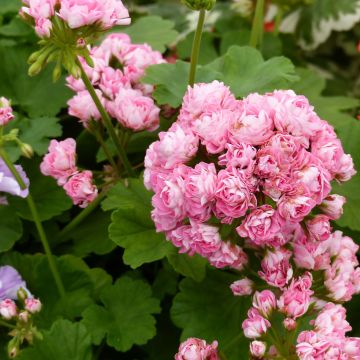 Zonal-Pelargonie Appleblossom - Pelargonium