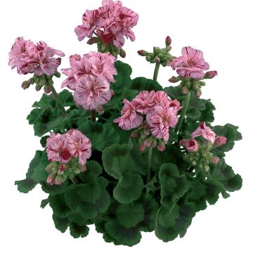 Zonal-Pelargonie Flic Flac Violet Nova - Pelargonium