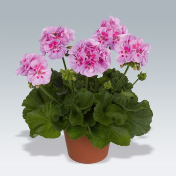 Zonal-Pelargonie Icecrystal - Pelargonium