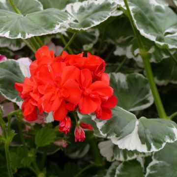 Zonal-Pelargonie Fantaisy Wilhelm Langguth - Pelargonium