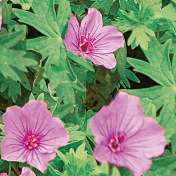 Storchschnabel Dilys - Geranium