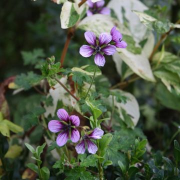 Storchschnabel Salomé - Geranium