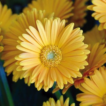 Gerbera Garvinea Sweet Sweet Love