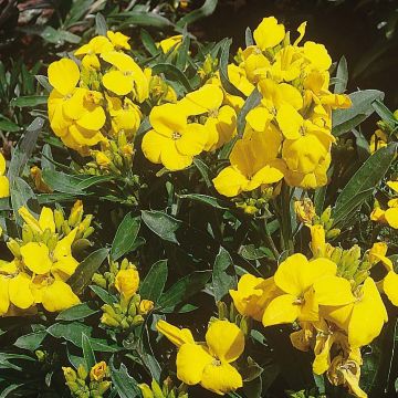 Garten-Goldlack Cloth of Gold - Erysimum