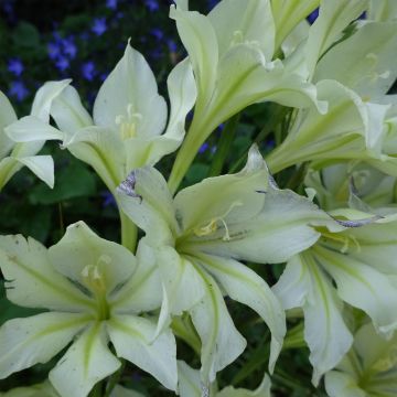 Gladiolus tristis var. concolor - Gladiole