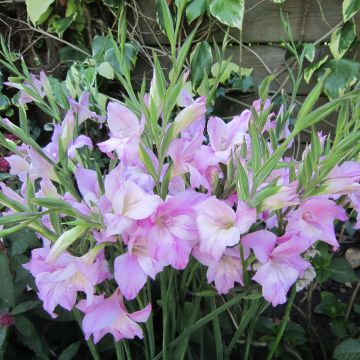 Gladiolus tubergenii Charming Lady - Gladiole