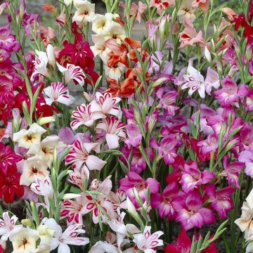 Gladiolus colvillei Mix - Zwerg-Gladiole