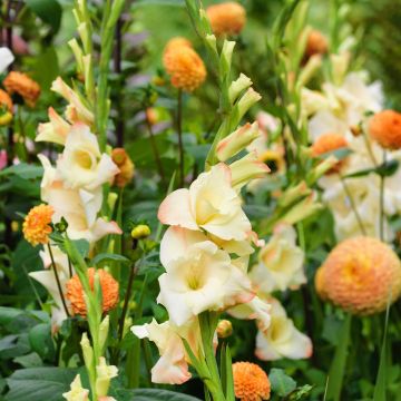 Großblütige Gladiole Cream Perfection - Gladiolus