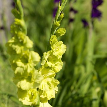 Großblütige Gladiole Green Star - Gladiolus